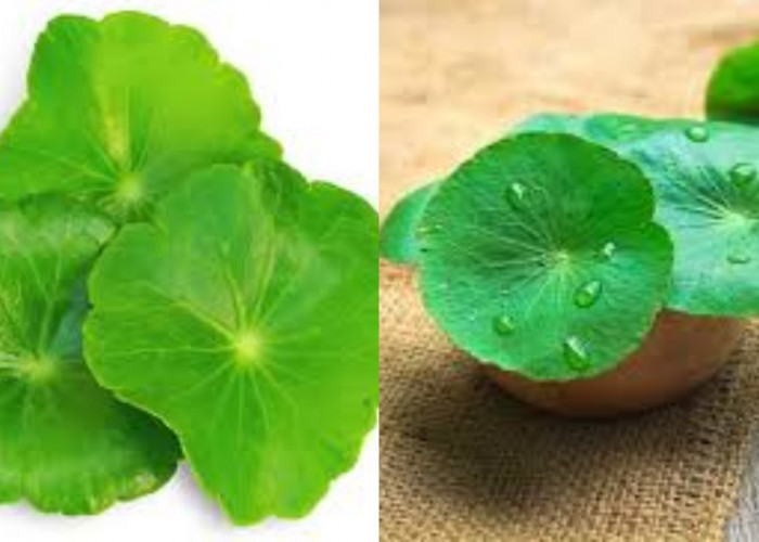 Daun Pegagan, Rahasia Herbal Yang Dipakai Sejak Zaman Kuno!