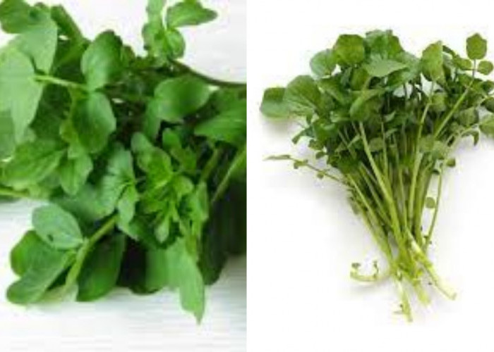 Inilah 9 Manfaat Selada AIr Untuk Kesehatan Yang Luar Biasa!