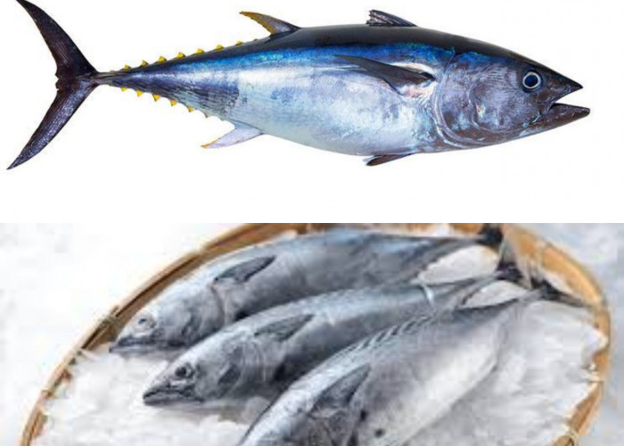 Manfaat Ikan Tongkol, Plus Tips Aman Konsumsinya!