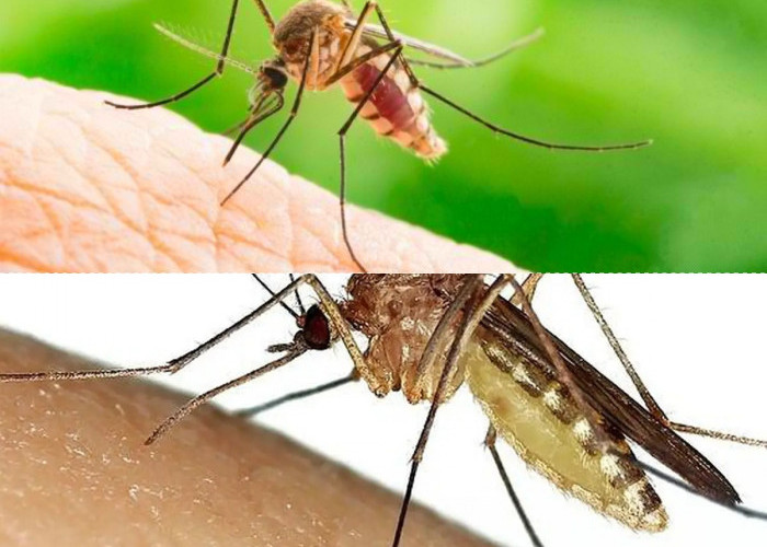 Mitos Atau Fakta : Inilah Warna Cat Rumah yang Sangat Dihindari oleh Nyamuk!