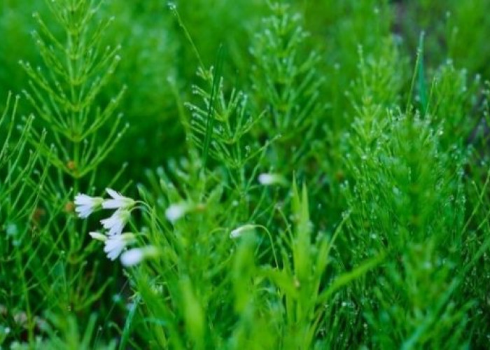 Berikut ini 5 Manfaat Rumput Mutiara untuk Kesehatan Tubuh