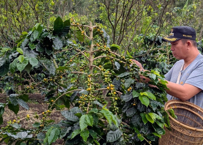 Siap Ekspor Kopi Robusta ke Malaysia dan Australia