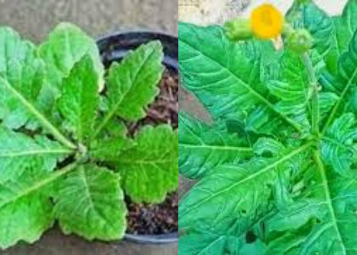 Daun Dewa, Inilah Manfaat dan Cara Mengonsumsinya