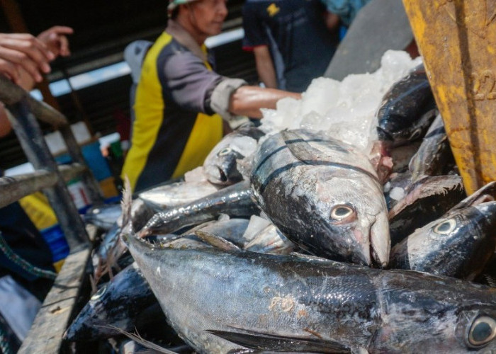 Yuk Kenali Ragam Manfaat Dari Ikan Tongkol, Ini 5 Listnya!