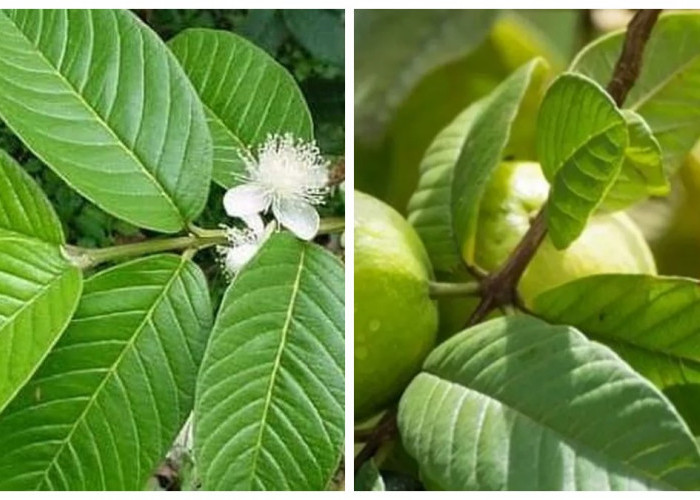 Manfaat Tersembunyi Daun Jambu Biji: Herbal Sederhana dengan Kekuatan Luar Biasa