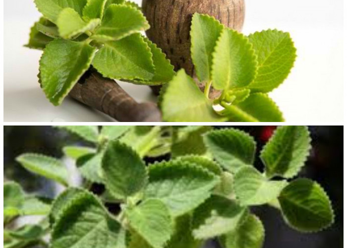 7 Khasiat Daun Bangun-Bangun yang Baik untuk Menjaga Kesehatan Tubuh