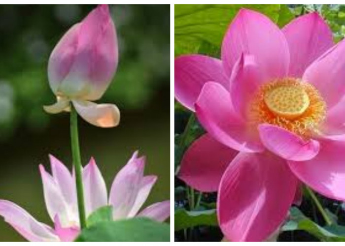 Bunga Seroja dan Ragam Manfaatnya !