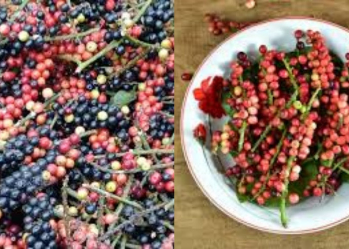 Manfaat Buah Buni yang Perlu Anda Ketahui untuk Kesehatan Optimal!