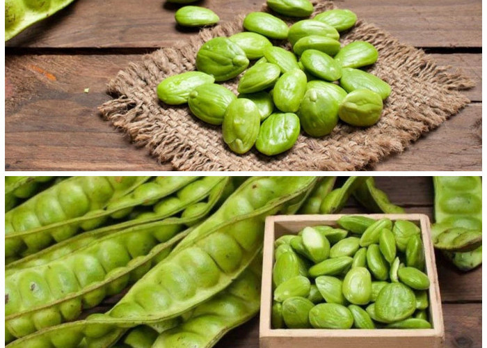 Inilah Manfaat Petai bagi Kesehatan Tubuh Anda: Ternyata Bukan Sekadar Lalapan!