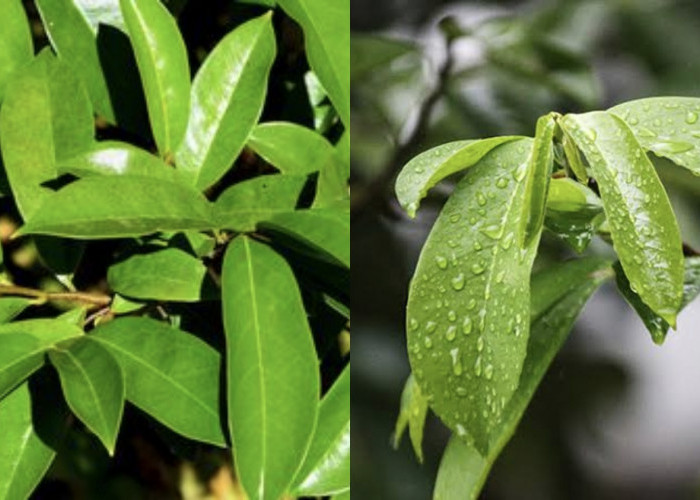 Rahasia Daun Sirsak, Penyakit yang Bisa Dicegah dengan Air Rebusannya