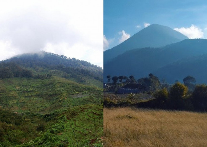 Kalian Wajib Ketahui! Inilah Fakta Menarik Gunung Bukittunggul, Dan Kawasan Hutan Jenis Montane Dan Submontane
