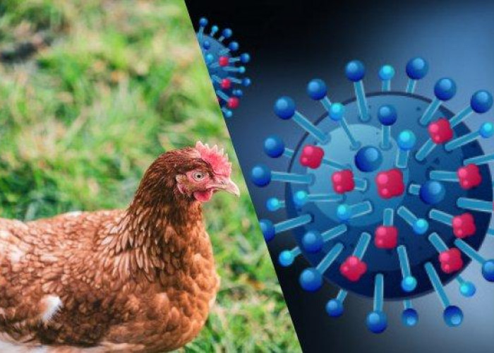 Flu Burung Berpotensi Zoonosis, Pemerintah Waspadai KLB Flu Burung