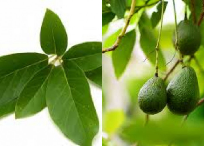 Menurunkan Tekanan Darah Harus Tahu Teryata Ini Manfaat Daun Alpukat Yang Luar Biasa!