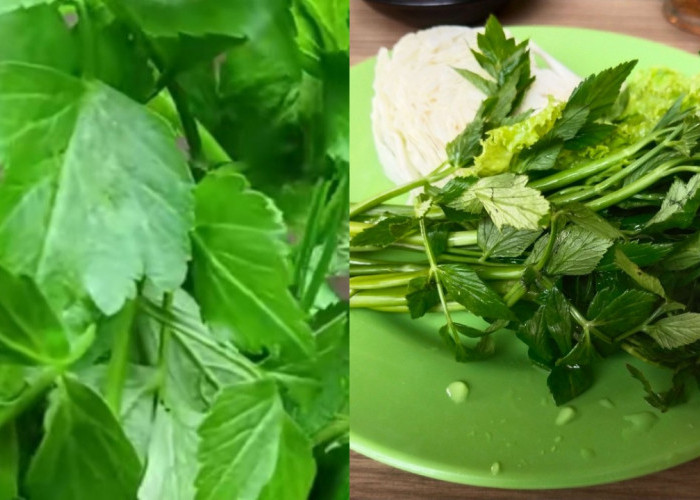 Manfaat Daun Tespong untuk Kesehatan dan Cara Mengonsumsinya, Hasilnya Mengejutkan!