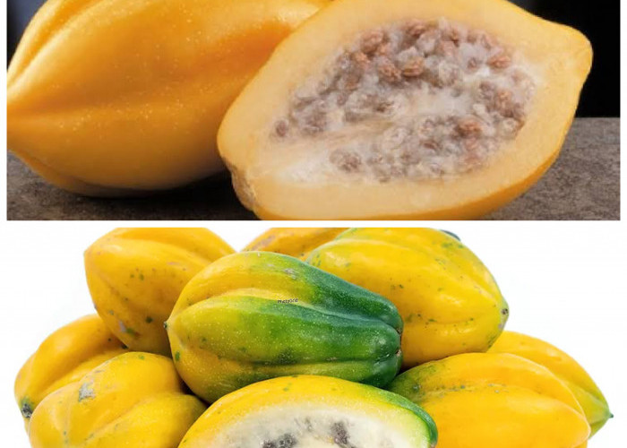 Khasiat Buah Carica untuk Kesehatan, Si Khas Pegunungan yang Kaya Nutrisi!