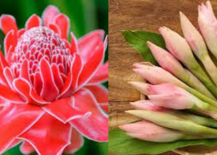 Kaya Gizi Dan Nutrisi, Inilah 8 Manfaat Kecombrang Untuk Kesehatan!