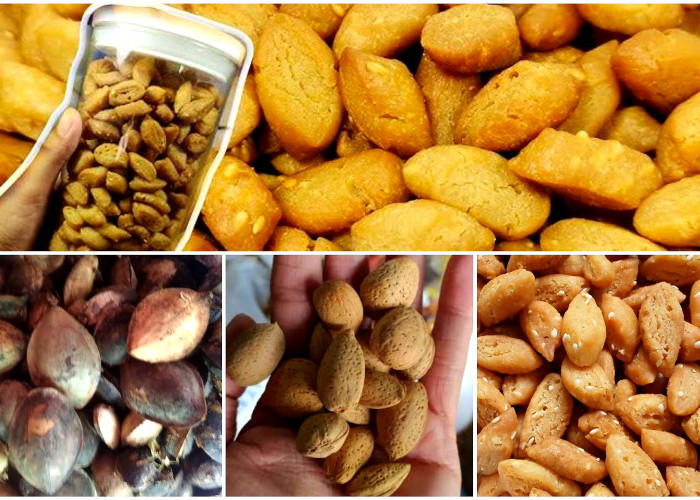 Olahan Biji Ketapang dengan Banyak Manfaatnya Bagi Kesehatan