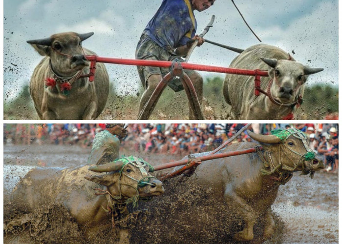 Suku Sumbawa dan Kearifan Lokal: Refleksi Budaya Tangguh dari Tanah Samawa