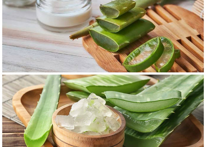 Khasiat Alami Lidah Buaya untuk Rambut Lebih Kuat, Lembap, dan Bebas Rontok!