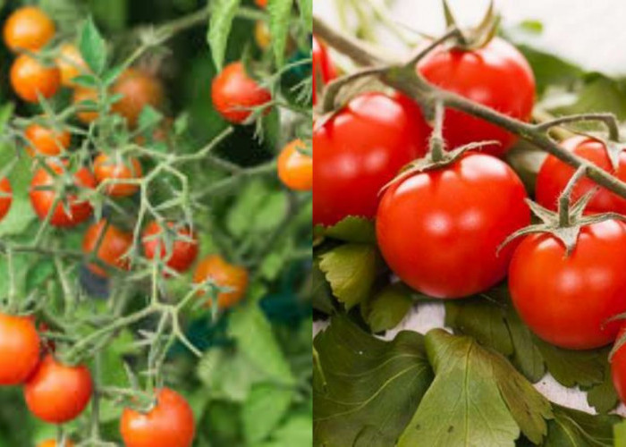 Manfaat Tomat Ceri bagi Kesehatan, Kaya Antioksidan dan Nutrisi!