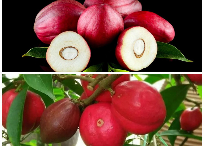 Manfaat Mahkota Dewa untuk Tubuh: 5 Alasan Mengapa Anda Perlu Tahu!