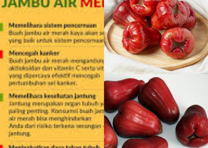 Jambu Air, Buah Sehat dan Segar! Sudahkah Anda Menyantapnya Hari Ini?