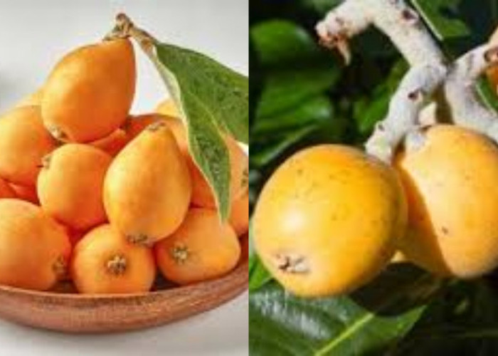  Jarang Diketahui Inilah Manfaat Dan Kandungan Dari Loquat Untuk Kesehatan!