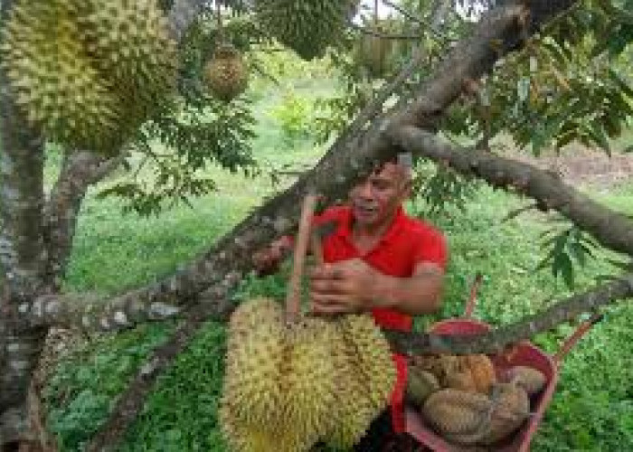 6 Nama Daerah Penghasil Raja Buah Durian, Salah Satunya Ada Palembang!