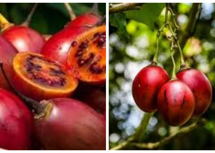 9 Manfaat Terong Belanda, Buah Kecil Kaya Vitamin C