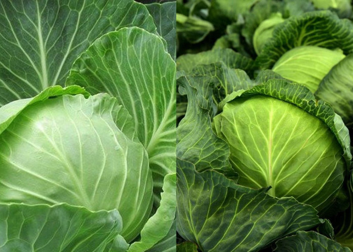 Manfaat Kol bagi Kesehatan Tubuh: Dari Jantung Sehat hingga Kulit Cerah!