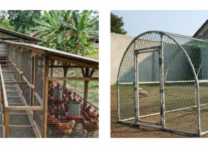 Rahasia Ternak Lebih Untung,  9 Desain Kandang Ayam Lorong Kawat Simpel tapi Fungsional