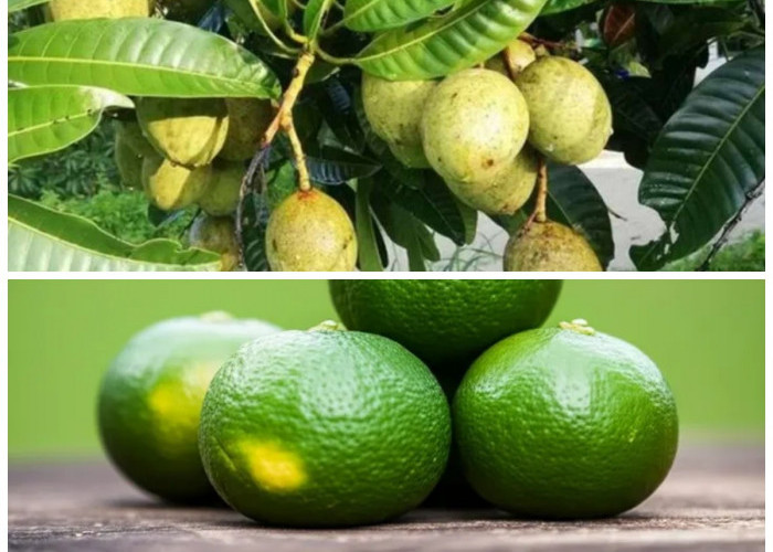 Buah Limus: Si Kecil Penuh Khasiat untuk Jantung, Pencernaan, dan Berat Badan Ideal!