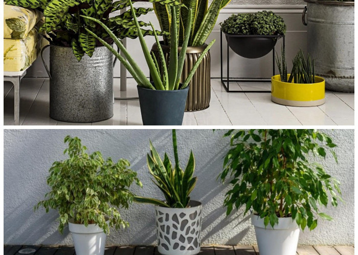 Tak Hanya Mempercantik, 7 Tanaman Hias Ini Diyakini Datangkan Hoki dan Kesehatan di Rumah