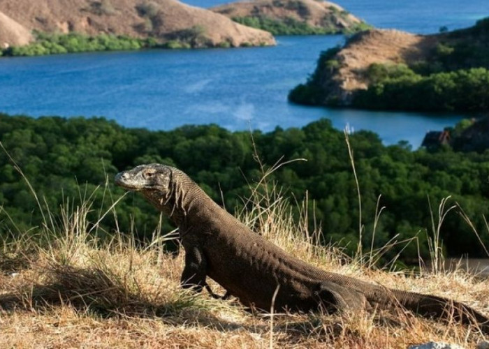 Perlu Kamu Ketahui, 6 Fakta Menarik Tentang Pulau Komodo