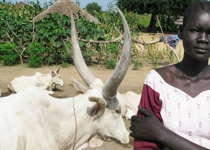 40 Ekor Sapi untuk Calon Istri: Tradisi Suku Neur yang Menakjubkan!