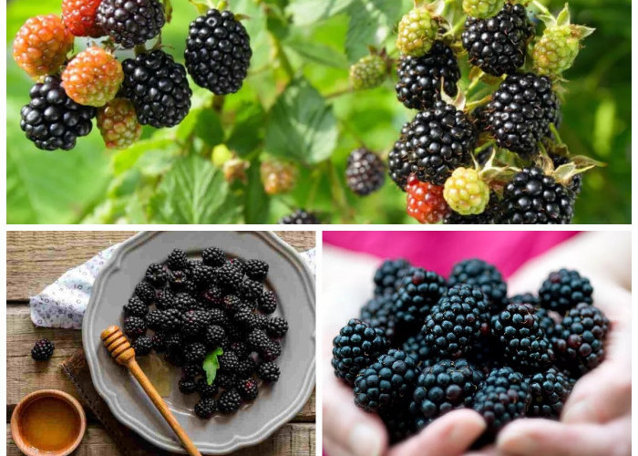 Manfaat Buah Blackberry: Si Hitam Manis Kaya Nutrisi dan Antioksidan Tinggi!
