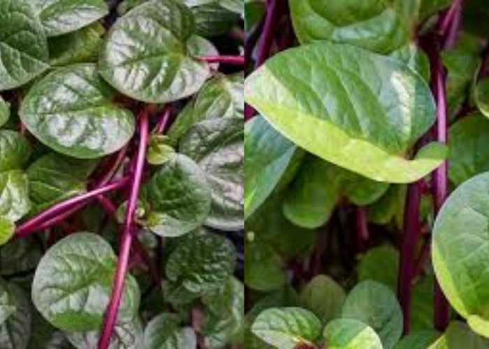 Ini 8 Manfaat Daun Binahong Untuk Kesehatan Yang Harus Kalian Tahu!