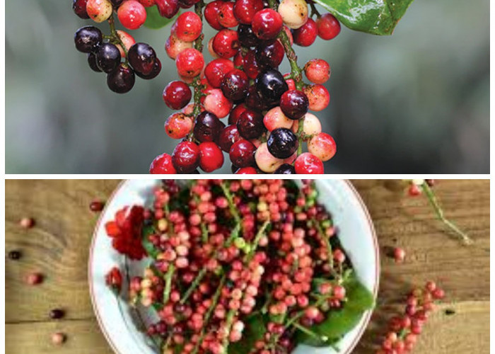 Buni, Si Buah Kecil yang Menyimpan Segudang Manfaat Kesehatan