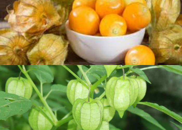 Inilah Manfaat Buah Ciplukan  Untuk Kesehatan dan Cara Mengolahnya!