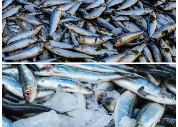 Rahasia Sehat dari Laut: Ini 5 Khasiat Ikan Tenggiri untuk Tubuh dan Fungsi Otak!