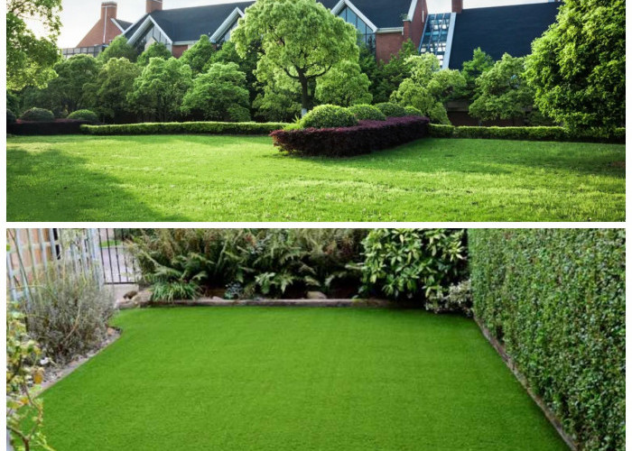 Pilihan Rumput Taman Terbaik untuk Halaman Rumah yang Segar dan Asri