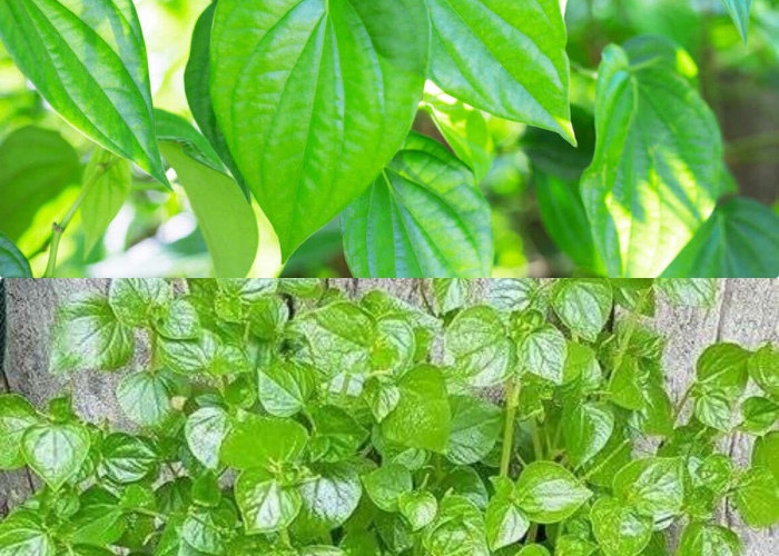 Daun Sirih Cina untuk Wajah, Ini 4 Manfaat Potensialnya
