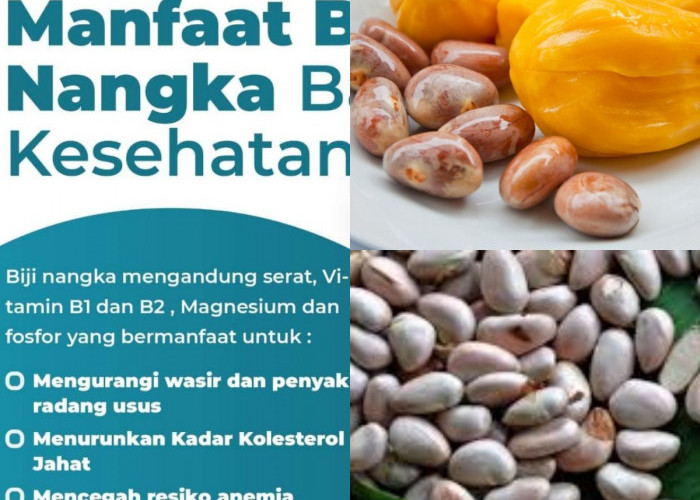 Jangan Remehkan! Apa Saja Manfaat Biji Nangka yang Luar Biasa Untuk Kesehatan?