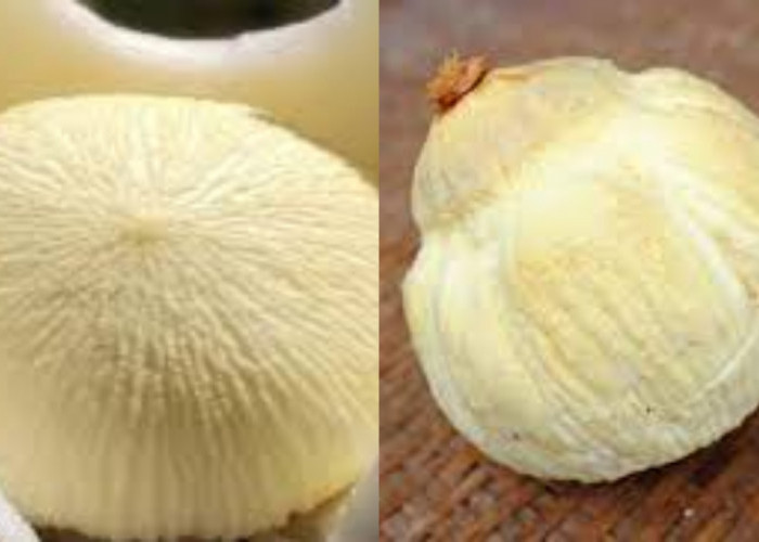  Kentos Kelapa: Si Kecil dari Dalam Kelapa Yang Kaya Manfaat Untuk Kesehatan Tubuh