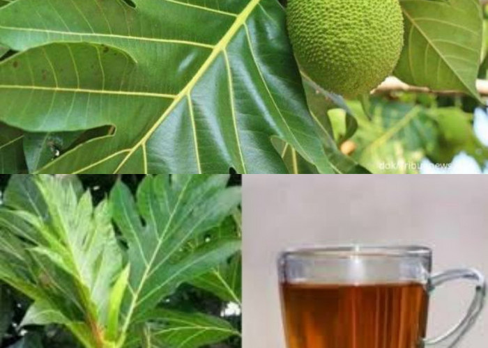 7 Kegunaan Daun Sukun Kering untuk Kesehatan!