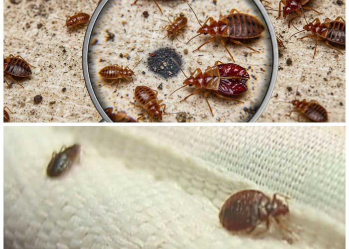 Waspada Tungau Kasur: Dampak Kesehatan dan Cara Efektif Mengusirnya