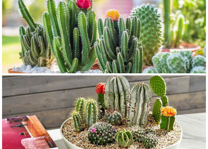 Kecil tapi Menawan! 5 Rekomendasi Kaktus Hias yang Pas untuk Rumah Minimalis