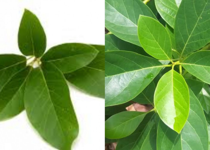 Inilah 8 Manfaat Daun Alpukat Untuk Kesehatan Yang Jarang Diketahui!