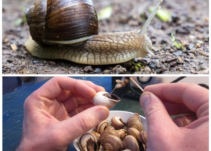 Manfaat Bekicot untuk Kesehatan: 8 Khasiat yang Jarang Diketahui