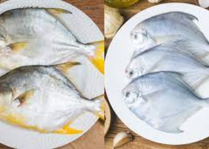Rahasia Sehat dari Ikan Bawal: Sumber Protein dan Omega-3 Alami